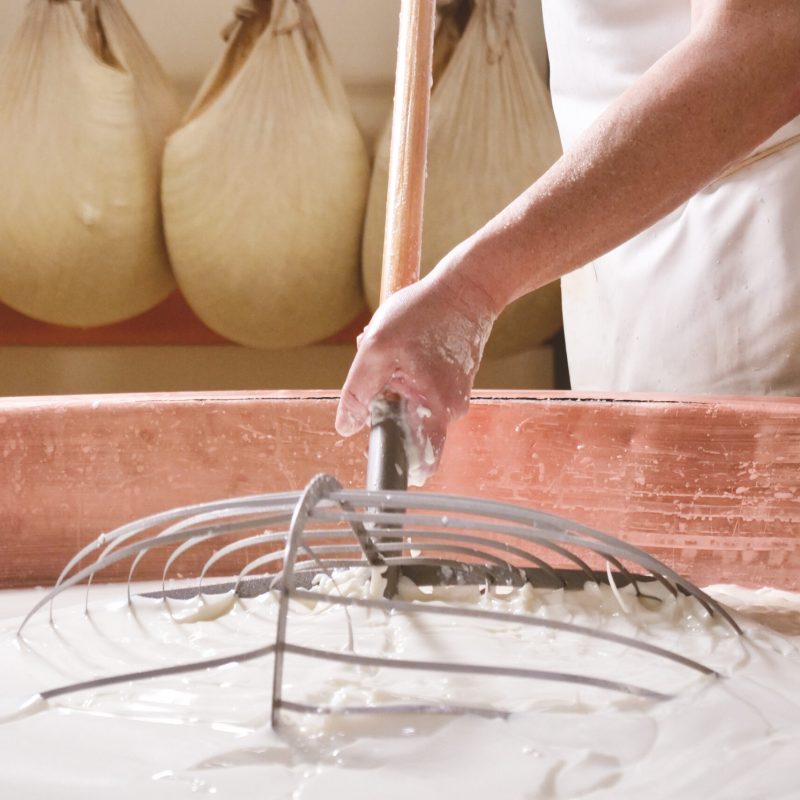 A,Cheesemaker,Prepares,A,Form,Of,Parmesan,Cheese,Using,Fresh